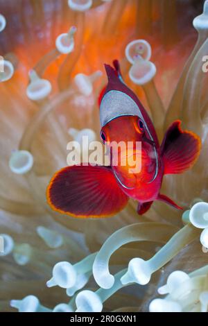 Spinecheek Clownfish in White Bubble Tip Sea Anemone, Premnas aculeatus, Entacmaea quadricolor, Cenderawasih Bay, West Papua, Papua-Neuguinea, Neuguinea Stockfoto