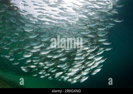 Scral of Yellowstripe SCAD in Lagoon of Ahe Island, Selaroides leptolepis, Cenderawasih Bay, West Papua, Papua-Neuguinea, Neuguinea, Ozeanien Stockfoto