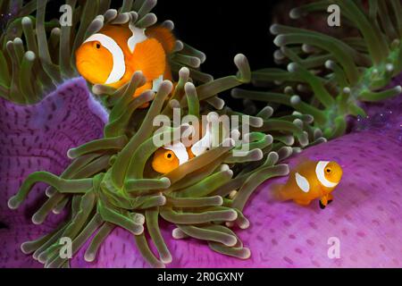 Clown Anemonefish in Magnificent Sea Anemone, Amphiprion ocellaris, Heteractis Magnifica, Cenderawasih Bay, West Papua, Papua-Neuguinea, Neuguinea, Stockfoto