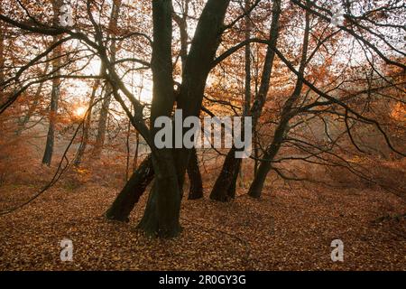 Herbstwald mit Buchenbäumen und Birken im Naturschutzgebiet Urwald Sababurg, Reinhardswald, Hessen, Deutschland, Europa Stockfoto