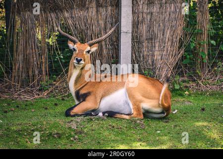 Porträt eines niedlichen Tieres mit Hörnern. Rote Lechwe-Antilope auf dem grünen Gras. Stockfoto