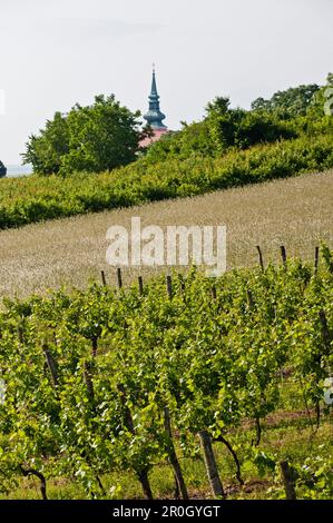 Weinberg in der Nähe von Poysdorf, Weinregion, Niederösterreich, Österreich Stockfoto