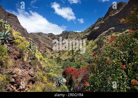 Valle de Agaete, Agaete-Tal, Gran Canaria, Kanarische Inseln, Spanien Stockfoto