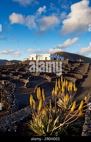 Weingut Bodega La Geria, Weinbau Bezirk La Geria, Lanzarote, Kanarische Inseln, Spanien, Europa Stockfoto