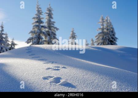 Fußabdrücke eines Kaninchens im tiefen Schnee vor einem Winterwald, Hochries, Chiemgau Range, Chiemgau, Oberbayern, Bayern, Deutschland Stockfoto