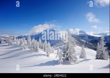 Schnee bedeckten Tannen am Schildenstein, Schildenstein, Tegernseer reichen, Bayerische Voralpen, Upper Bavaria, Bavaria, Germany Stockfoto