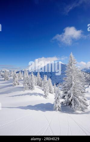 Schnee bedeckten Tannen am Schildenstein, Schildenstein, Tegernseer reichen, Bayerische Voralpen, Upper Bavaria, Bavaria, Germany Stockfoto