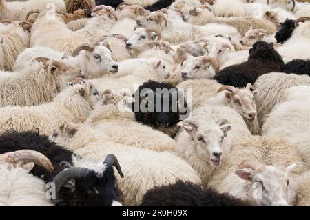 Schafherde in der Nähe von Hofn, Island, Skandinavien, Europa Stockfoto