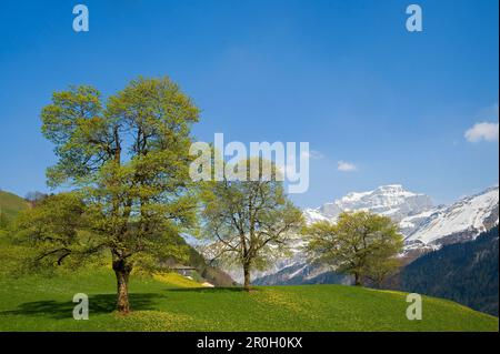 Frühling am Klausenpass, Unterschachen, Kanton Uri, Schweiz Stockfoto