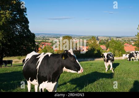 Vieh auf Wiese, Abtei, Drübeck, Harz, Sachsen-Anhalt, Deutschland Stockfoto