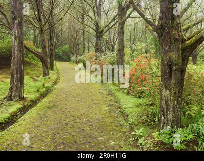 Moosigen Weg in den Wald, Caldeirao Verde, Queimadas Forest Park, Madeira, Portugal Stockfoto