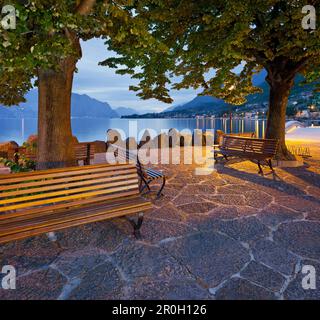 Bänke unter Bäumen entlang der Ufer des Gardasees, Cassone, Malcesine, Veneto, Italien Stockfoto