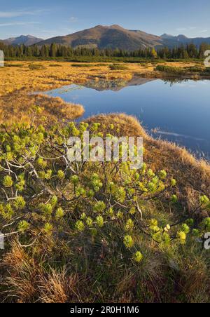 Naturschutzgebiet Sieben Moeser, Hochkrimml, Gerlosplatte, Kitzbühler Alpen, Salzburg, Österreich Stockfoto