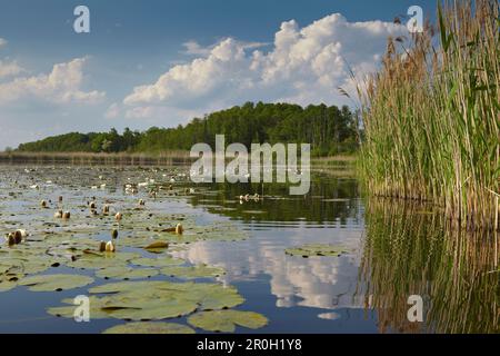 Seerosen auf der Oberfläche des Gross Schauener See, Sielmann Naturlandschaft, Brandenburg, Deutschland Stockfoto