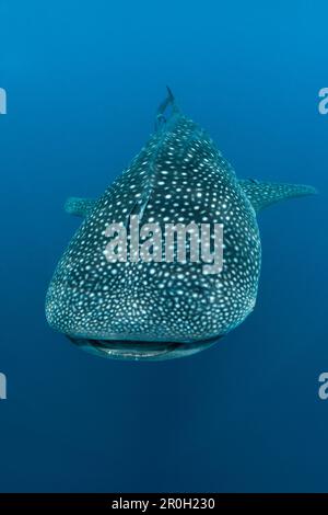 Walhai, Rhincodon Typus, Nord Male Atoll, Indischer Ozean, Malediven Stockfoto