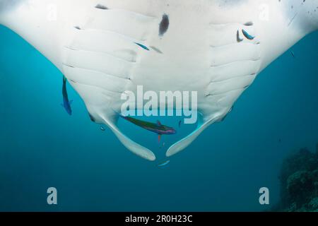 Manta über Reinigungsstation, Manta birostris, Hanifaru Bay, Baa Atoll, Malediven Stockfoto