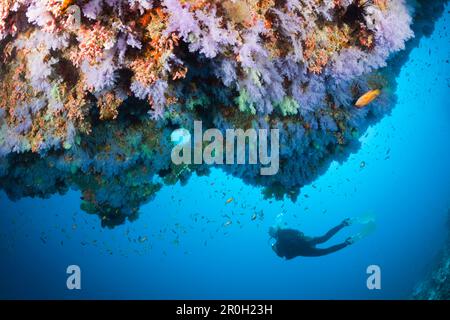 Taucher und Korallenfische, Nordmännliches Atoll, Indischer Ozean, Malediven Stockfoto
