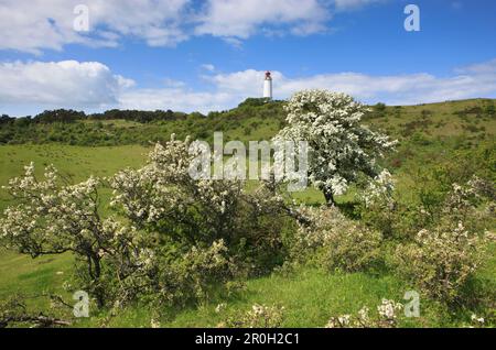 Blühender Schwarzdorn und Birne vor dem Leuchtturm Dornbusch, der Insel Hiddensee, dem Nationalpark Lagunenregion Westpommern, dem Westpommern von Mecklenburg Stockfoto