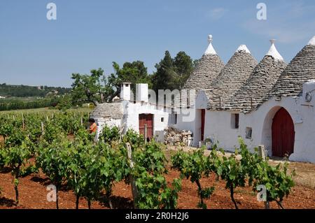 Weinbau in der Nähe von Alberobello mit traditionellen apulianischen Trockensteinhütten mit konischem Dach, Trulli, in der Nähe von Alberobello, Trullis, Valle d'Itria, Alberobello, Stockfoto