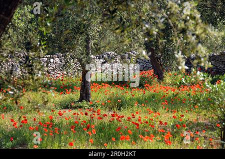 Wiese mit Olivenbäumen in der Nähe von Otranto in Salento, Apulien, Italien Stockfoto