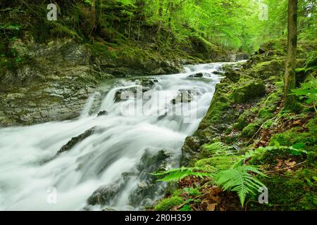 Gebirgsbach laufen durch ein schmales Bett, Prien, in Prien Tal, Chiemgau, Chiemgau-Bereich, Upper Bavaria, Bavaria, Germany Stockfoto