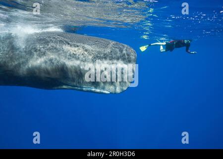 Sperma- und Hauttaucher, Physeter macrocephalus, Karibik, Dominica, Leeward Antillen, Kleine Antillen, Antillen, Karibik, Westindischen Inseln, Cent Stockfoto