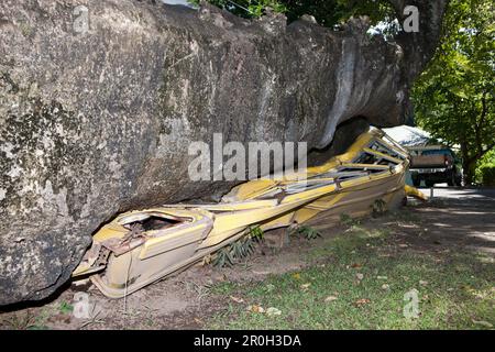 Baum entwurzelt von Hurrikan, Dominica, Leeward Antillen, Kleinen Antillen, Antillen, Karibik, Westindischen Inseln, Mittelamerika, Nordamerika Stockfoto