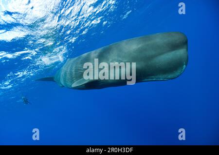 Pottwale, Physeter macrocephalus, Karibisches Meer, Dominica, Leeward Antillen, Kleine Antillen, Antillen, Karibik, Westindischen Inseln, Mittelamerika, Nein. Nein Stockfoto
