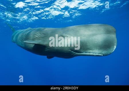 Pottwale, Physeter macrocephalus, Karibisches Meer, Dominica, Leeward Antillen, Kleine Antillen, Antillen, Karibik, Westindischen Inseln, Mittelamerika, Nein. Nein Stockfoto