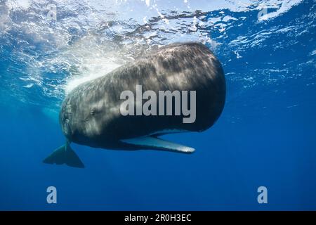 Pottwale, Physeter macrocephalus, Karibisches Meer, Dominica, Leeward Antillen, Kleine Antillen, Antillen, Karibik, Westindischen Inseln, Mittelamerika, Nein. Nein Stockfoto