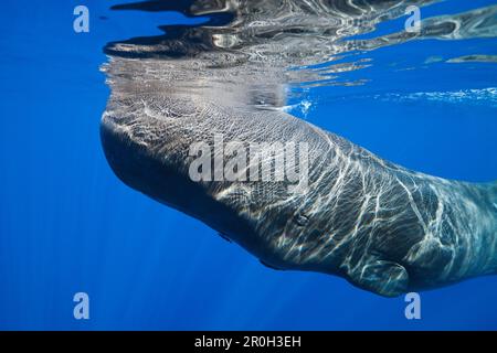 Pottwale, Physeter macrocephalus, Karibisches Meer, Dominica, Leeward Antillen, Kleine Antillen, Antillen, Karibik, Westindischen Inseln, Mittelamerika, Nein. Nein Stockfoto