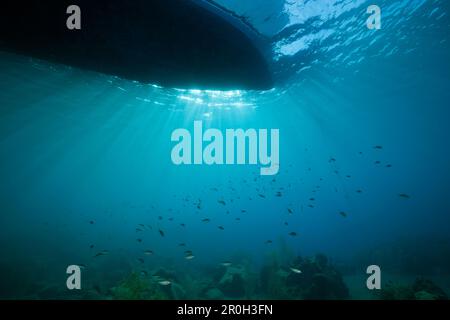 Sonnenstrahlen, die durch die Wasseroberfläche filtern, Karibik, Dominica, Leeward Antillen, kleine Antillen, Antillen, Karibik, Westindischen Inseln, Zentralamerika Stockfoto