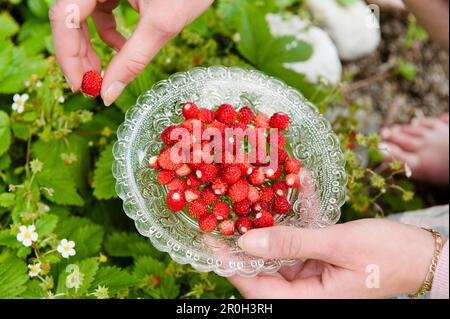 Frau mit einer Glasschüssel frisch gepflückter Erdbeeren aus dem Garten, wilde Erdbeeren, Ernte, Obst, Bayern, Deutschland Stockfoto