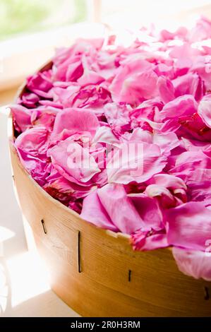 Getrocknete rosa Rosenblätter, Blumen, hausgemacht, Bayern, Deutschland Stockfoto