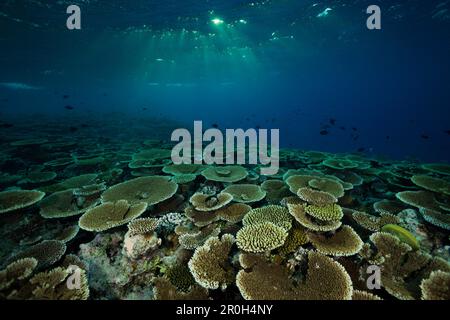 Riff von Tischkorallen, Acropora SP., Felidhu Atoll, Malediven Stockfoto