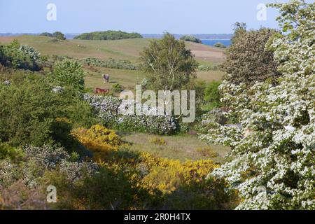 Blühende Landschaft auf der Insel Hiddensee, Ostsee, Mecklenburg Western Pomerania, Deutschland, Europa Stockfoto