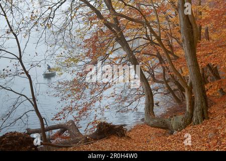 Herbstbäume am Ufer des Schmaler-Luzin-Sees, Naturpark Feldberg-Seengebiet, Mecklenburg-Vorpommern, Deutschland, Europa Stockfoto