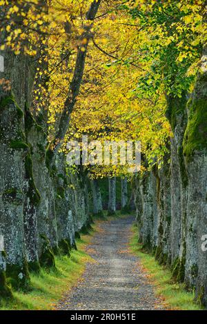 Parkway Lindenallee, Starnberg, Upper Bavaria, Bavaria, Germany Stockfoto