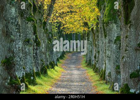 Parkway Lindenallee, Starnberg, Upper Bavaria, Bavaria, Germany Stockfoto