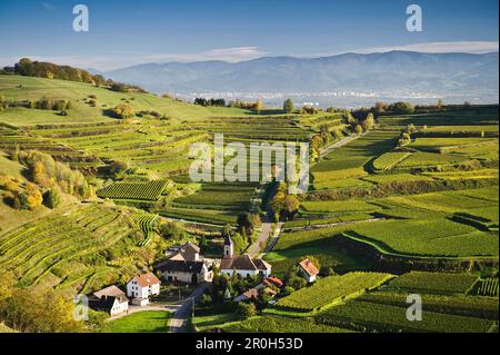 Hügel und Weinberge in Vogtsburg, im Hintergrund Freiburg im Breisgau und Schwarzwald, Kaiserstuhl, Baden-Württemberg, Deutschland, Europa Stockfoto