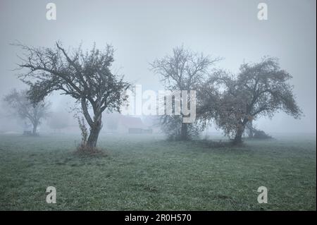 Bäume und Bauernhof umgeben von Nebel, Günzburg, Schwaben, Bayern, Deutschland Stockfoto