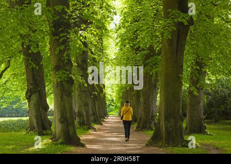 Eine Frau, die durch eine Allee von Kalkbäumen geht, Hamburg, Deutschland, Europa Stockfoto