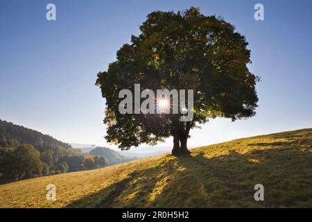 Ahorn im Hintergrund, nahe Arnsberg, Sauerland, Nordrhein-Westfalen, Deutschland Stockfoto