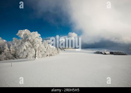 Schneebedeckte Bäume und Bauernhof, Schauinsland bei Freiburg Im Breisgau, Schwarzwald, Baden-Württemberg, Deutschland Stockfoto