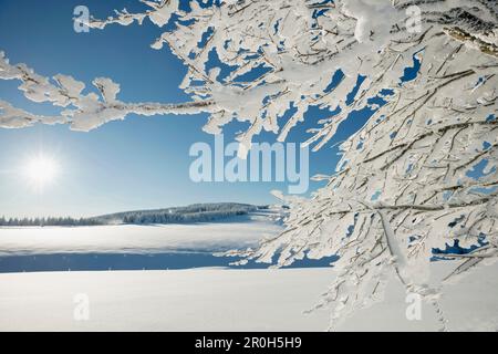 Schneebedeckte Zweige eines Buchenbaums, Schauinsland, bei Freiburg im Breisgau, Schwarzwald, Baden-Württemberg, Deutschland Stockfoto