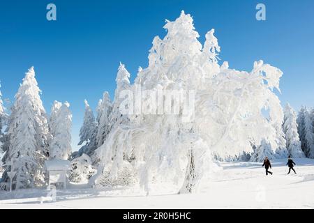 Schneebedeckte Bäume und Wanderer, Schauinsland, in der Nähe von Freiburg im Breisgau, Schwarzwald, Baden-Württemberg, Deutschland Stockfoto