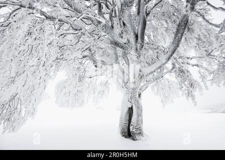 Schneebedeckte Bäume, Schauinsland bei Freiburg Im Breisgau, Schwarzwald, Baden-Württemberg, Deutschland Stockfoto