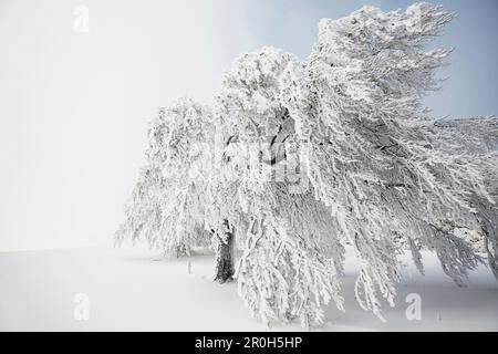 Schneebedeckte Bäume, Schauinsland bei Freiburg Im Breisgau, Schwarzwald, Baden-Württemberg, Deutschland Stockfoto