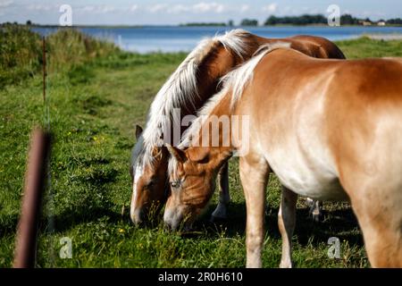 Zwei braune Pferde weiden, Bodden, Ostsee, Waase, Halbinsel Ummanz, Rügen, Mecklenburg Vorpommern, Deutschland Stockfoto