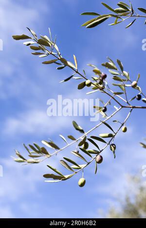 Nahaufnahme eines Olivenzweiges, eines Olivenbaums Stockfoto